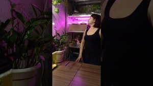 Как начать бизнес на рассаде петунии и однолетников