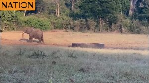 KWS, KFS officers rescue baby elephant from water trough at Arabuko Sokoke forest