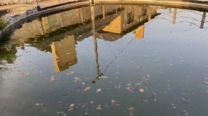 Как собрать листья в пруду если  нет скиммера | ПРУД ПРУДИ