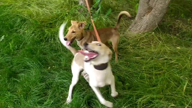 ХОТЯТ ДОМОЙ! смотреть онлайн