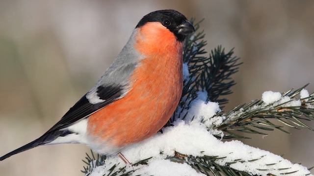 24 декабря 2020 г. смотреть онлайн