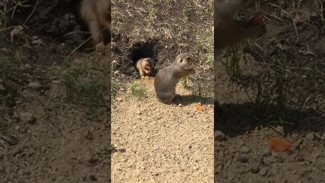 Суслики едят морковку смотреть онлайн