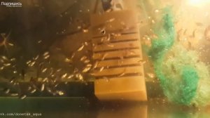 обзор моей разводни, как  развожу аквариумных рыбок, akvaariumi kalad, aquarium fishes, Amazing ide