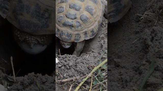 Черепаха откладывает яйца.  #shorts