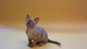 Бурма, шоколадный окрас