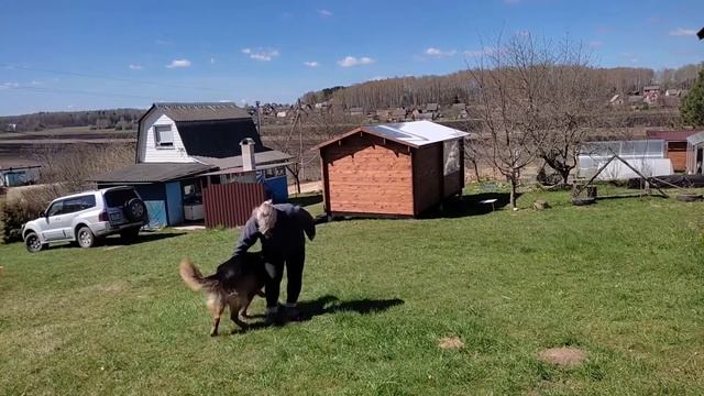 Команда "ко мне". Как научить? смотреть онлайн