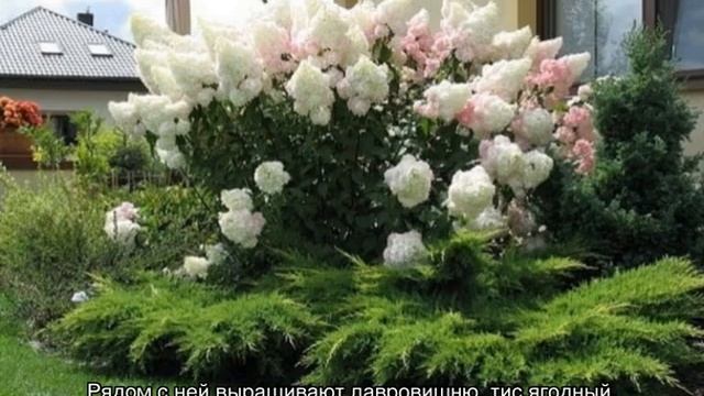 Что посадить рядом с гортензией и перед ней «в ноги» смотреть онлайн