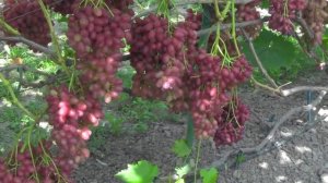 @Виноград Велес кишмиш Крупный виноград, мускат шикарный