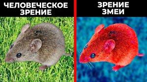 Как Животные Видят Наш Мир