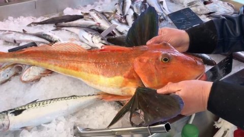 Рыбный рынок Франция / рыба средиземноморья / что купили