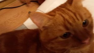 Персик заинтересовался нашей камерой