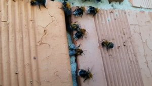 Шмелиное гнездо.