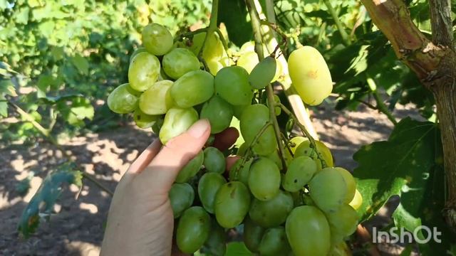 ВАСИЛИСА ПРЕКРАСНАЯ, автор Калугин В.М. смотреть онлайн