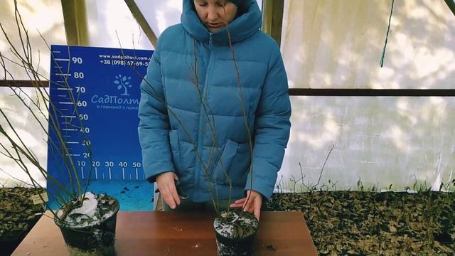 Обрезка саженцев голубики в год посадки. Обрезка голубики.