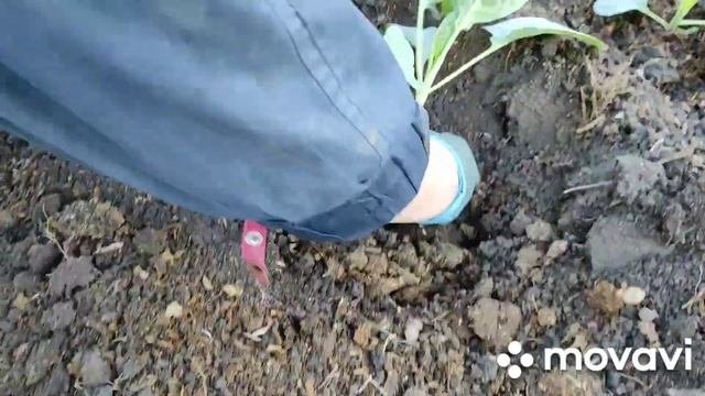 Ура, у нас похолодание, можно садить капусту