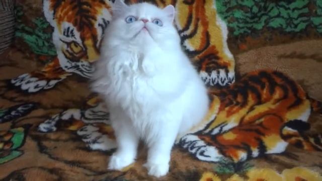 Фелиса голубоглазый котенок окрас белый