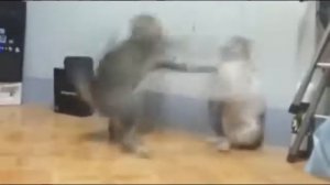 CAPOEIRA CATS FIGHT