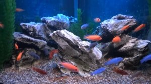 Африканские цихлиды. Аквариум Венеция угловой-140л.                            19 июля 2021г.