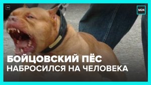 В Балашихе бойцовый пес набросился на человека – Москва 24