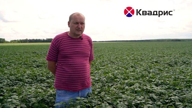 Система защита картофеля Сингента.