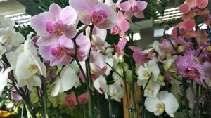 Обзор комнатных растений в Садовом центре "Сад.Ко". Орхидеи, Суккуленты, Фикусы. Интерьерные решения