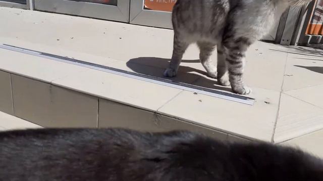 Дворовые коты выходят на центральную улицу. Время карантина. Город Судак в апреле 2020 года смотреть онлайн