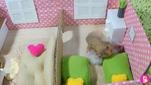 ХОМЯЧКИ ждут ГОСТЕЙ в НоВОМ домике Hamsters are waiting for guests