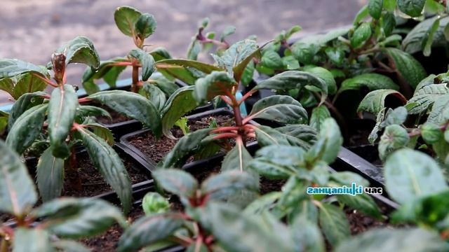 Семья из Раздяловичей рассказала об увлечениях, которые приносят заработок смотреть онлайн