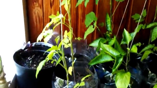 Огород на балконе. Выращиваем помидоры, огурцы и перец на балконе! смотреть онлайн