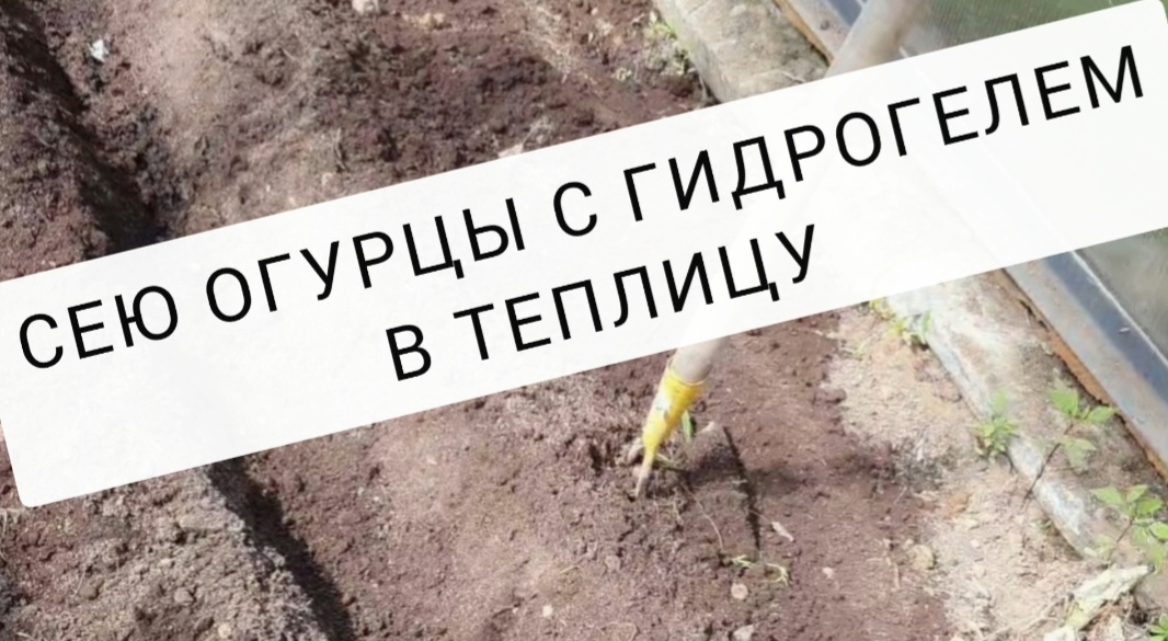 Посев огурцов с гидрогелем в теплицу