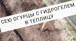 Посев огурцов с гидрогелем в теплицу