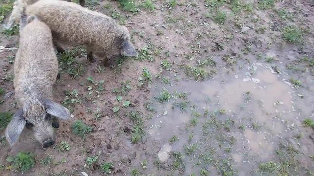 Венгерская мангалица.продажа? смотреть онлайн