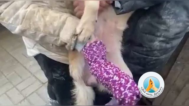 Нужны носочки для Белочки-спинальницы. Дай лапу друг 31.01.22