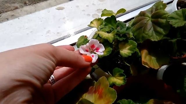 Мой цветущий подоконник! Цветы мое хобби