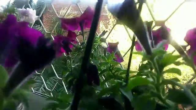 Grow different colours of Petunia plants पटनय പററണയ