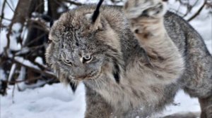 Случай в карауле. Зачем мне нож?.mp4