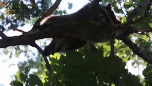 ЕНОТ-ПОЛОСКУН в Приморском Сафари парке