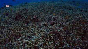 Дайвинг на Пхукете с дайв-клубом DVdiver