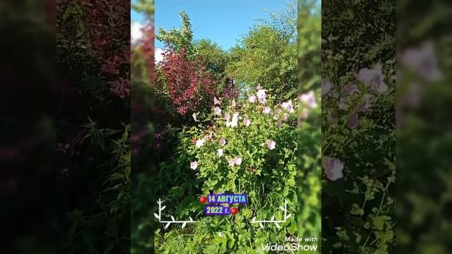 ?️ ЯБЛОКИ ? МАЛЬВЫ, БАРБАРИС, КАЛИНА НА 2 ОМ УЧАСТКЕ ?️ 14 АВГУСТА 2022 г.?️ смотреть онлайн