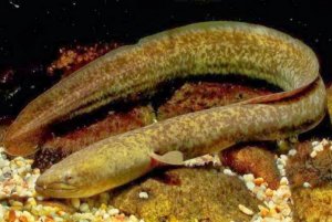 168.Берег семи крыс. Мадагаскар.mp4