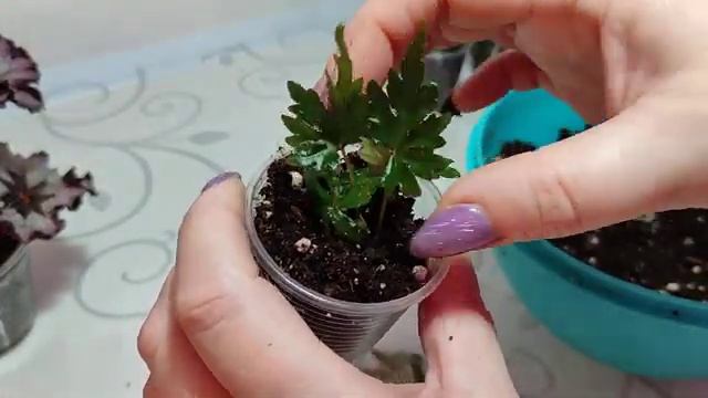 Укореняем бегонии смотреть онлайн