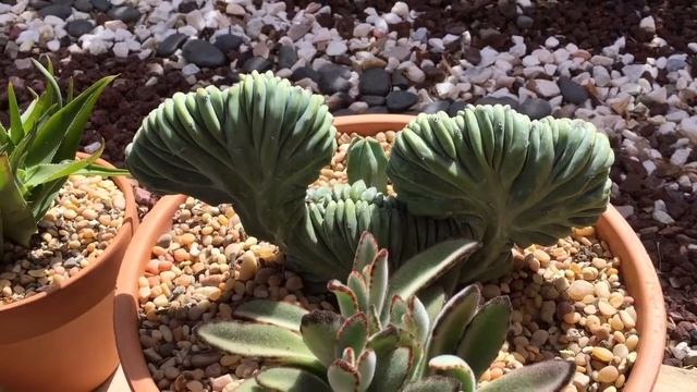 Cristata Myrtillocactus And Other Crested Cacti