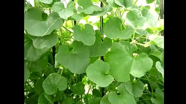 ДЫНИ В ТЕПЛИЦЕ. Сорт дыни Ананасная, Колхозница, Алтайская, Медовая. Выращивание дынь в теплице. смотреть онлайн