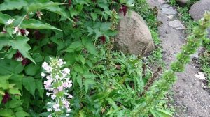 Морина длиннолистная (дат. Parisertårn, лат. Morina longifolia).  Ботанический сад, г. Орхус, Дания