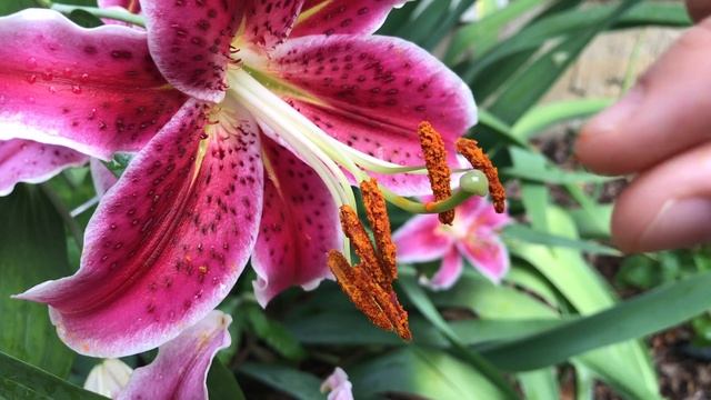 Stargazer Lily (Lilium Orientalis) in Full Bloom смотреть онлайн