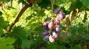 Сорт винограда Вика-Виктория,