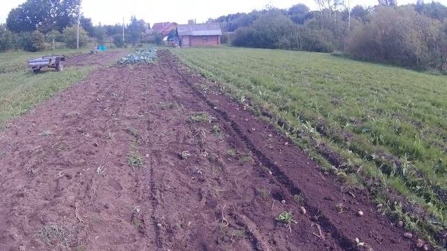 Однорядная транспортёрная картофелекопалка в деле. Часть 1.