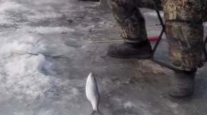 Рыбалка на Самодур Ловля Селёдки на Бороду. Устья Реки Суйфун Тавричанка Приморье.