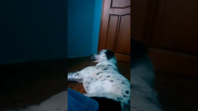 Как я бужу свою собаку