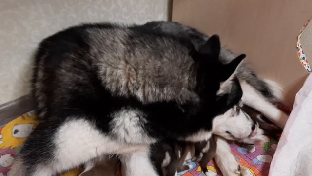 ЩЕНКИ ХАСКИ/ Как назвали? смотреть онлайн